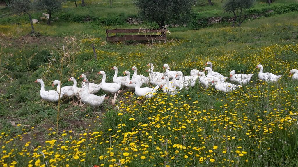 Agriturismo Villa Val D'Olivi Capodacqua  Ngoại thất bức ảnh